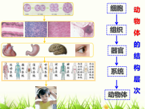 2.2.4《单细胞生物》PPT课件5-七年级生物上册【人教版】