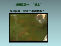 3.1.1《藻类、苔藓和蕨类植物》PPT课件2-七年级生物上册【人教版】