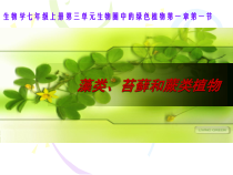 3.1.1《藻类、苔藓和蕨类植物》PPT课件6-七年级生物上册【人教版】