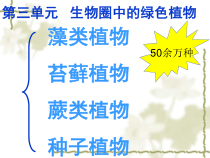 3.1.1《藻类、苔藓和蕨类植物》PPT课件5-七年级生物上册【人教版】