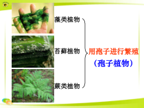 3.1.2《种子植物》PPT课件2-七年级生物上册【人教版】