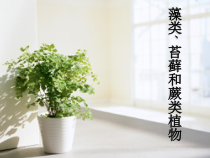 3.1.1《藻类、苔藓和蕨类植物》PPT课件7-七年级生物上册【人教版】