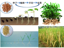 3.1.2《种子植物》PPT课件3-七年级生物上册【人教版】