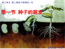 3.2.1《种子的萌发》PPT课件4-七年级生物上册【人教版】