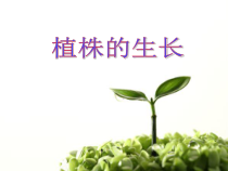 3.2.2《植株的生长》PPT课件3-七年级生物上册【人教版】