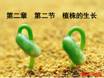 3.2.2《植株的生长》PPT课件5-七年级生物上册【人教版】