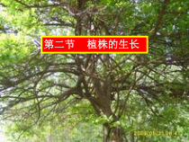 3.2.2《植株的生长》PPT课件6-七年级生物上册【人教版】