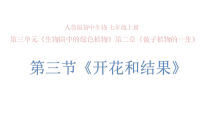 3.2.3《开花和结果》PPT课件1-七年级生物上册【人教版】