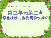 3.3.2《绿色植物与生物圈的水循环》PPT课件2-七年级生物上册【人教版】