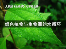 3.3.2《绿色植物与生物圈的水循环》PPT课件1-七年级生物上册【人教版】