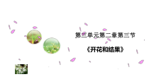 3.2.3《开花和结果》PPT课件5-七年级生物上册【人教版】