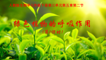 3.5.2《绿色植物的呼吸作用》PPT课件2-七年级生物上册【人教版】
