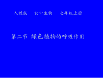 3.5.2《绿色植物的呼吸作用》PPT课件3-七年级生物上册【人教版】