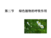 3.5.2《绿色植物的呼吸作用》PPT课件5-七年级生物上册【人教版】
