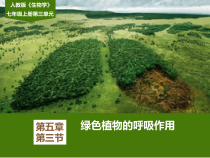 3.5.2《绿色植物的呼吸作用》PPT课件4-七年级生物上册【人教版】