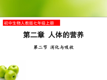 4.2.2《消化和吸收》PPT课件8-七年级生物下册【人教版】
