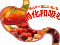 4.2.2《消化和吸收》PPT课件2-七年级生物下册【人教版】