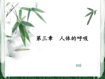 4.3.1《呼吸道对空气的处理》PPT课件3-七年级生物下册【人教版】