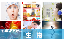 4.3.1《呼吸道对空气的处理》PPT课件8-七年级生物下册【人教版】
