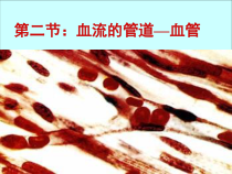 4.4.2《血流的管道——血管》PPT课件2-七年级生物下册【人教版】