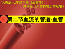 4.4.2《血流的管道——血管》PPT课件5-七年级生物下册【人教版】