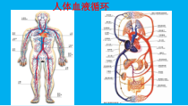 4.4.2《血流的管道——血管》PPT课件3-七年级生物下册【人教版】