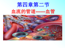 4.4.2《血流的管道——血管》PPT课件6-七年级生物下册【人教版】