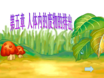 4.5.2《人体内废物的排出》PPT课件1-七年级生物下册【人教版】