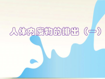 4.5.2《人体内废物的排出》PPT课件3-七年级生物下册【人教版】