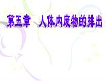 4.5.2《人体内废物的排出》PPT课件6-七年级生物下册【人教版】