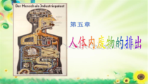 4.5.2《人体内废物的排出》PPT课件2-七年级生物下册【人教版】