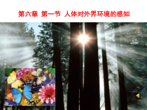 4.6.1《人体对外界环境的感知》PPT课件2-七年级生物下册【人教版】