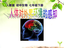 4.6.1《人体对外界环境的感知》PPT课件3-七年级生物下册【人教版】