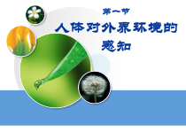 4.6.1《人体对外界环境的感知》PPT课件5-七年级生物下册【人教版】