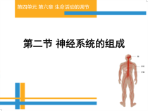 4.6.2《神经系统的组成》PPT课件1-七年级生物下册【人教版】