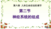 4.6.2《神经系统的组成》PPT课件4-七年级生物下册【人教版】