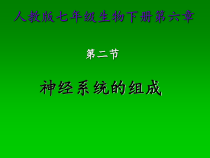 4.6.2《神经系统的组成》PPT课件6-七年级生物下册【人教版】