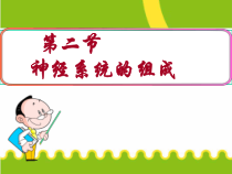 4.6.2《神经系统的组成》PPT课件7-七年级生物下册【人教版】