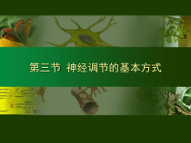 4.6.3《神经调节的基本方式》PPT课件1-七年级生物下册【人教版】