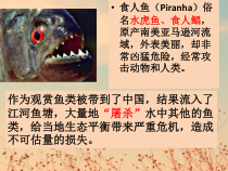 4.7.1《科学·技术·社会 生物入侵及其危害》PPT课件2-七年级生物下册【人教版】