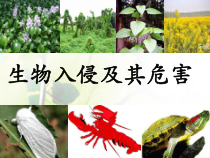 4.7.1《科学·技术·社会 生物入侵及其危害》PPT课件1-七年级生物下册【人教版】