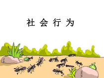 5.2.3《社会行为》PPT课件5-八年级上册生物人教版