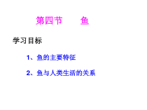 5.1.4《鱼》PPT课件7-八年级上册生物人教版