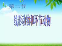5.1.2《线形动物和环节动物》PPT课件1-八年级上册生物人教版