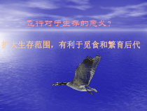 5.1.6《鸟》PPT课件6-八年级上册生物人教版