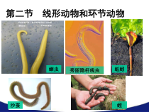 5.1.2《线形动物和环节动物》PPT课件2-八年级上册生物人教版