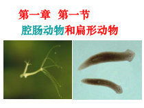 5.1.1《腔肠动物和扁形动物》PPT课件4-八年级上册生物人教版