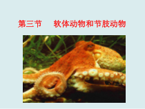 5.1.3《软体动物和节肢动物》PPT课件3-八年级上册生物人教版