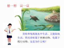 5.1.5《两栖动物和爬行动物》PPT课件2-八年级上册生物人教版