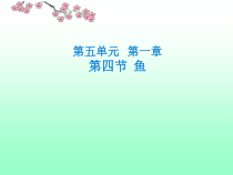 5.1.4《鱼》PPT课件3-八年级上册生物人教版